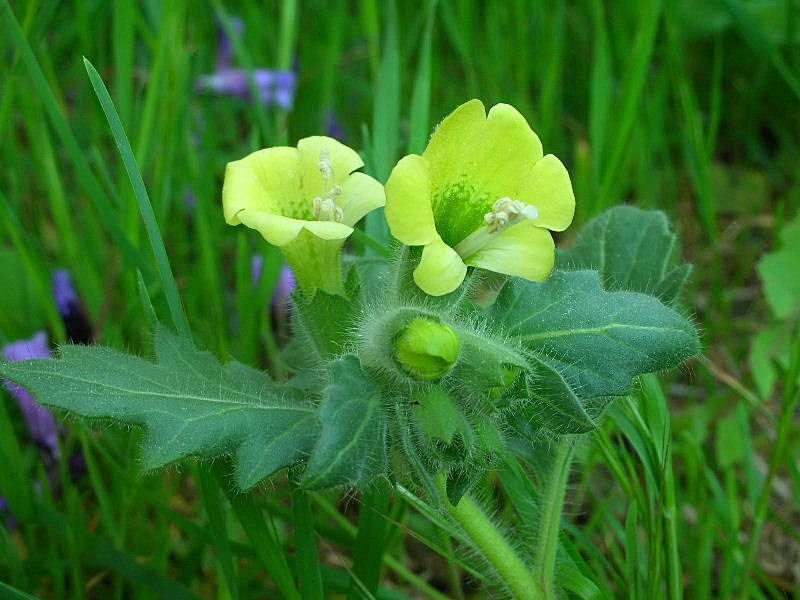 Hyoscyamus albus / Giusquiamo bianco